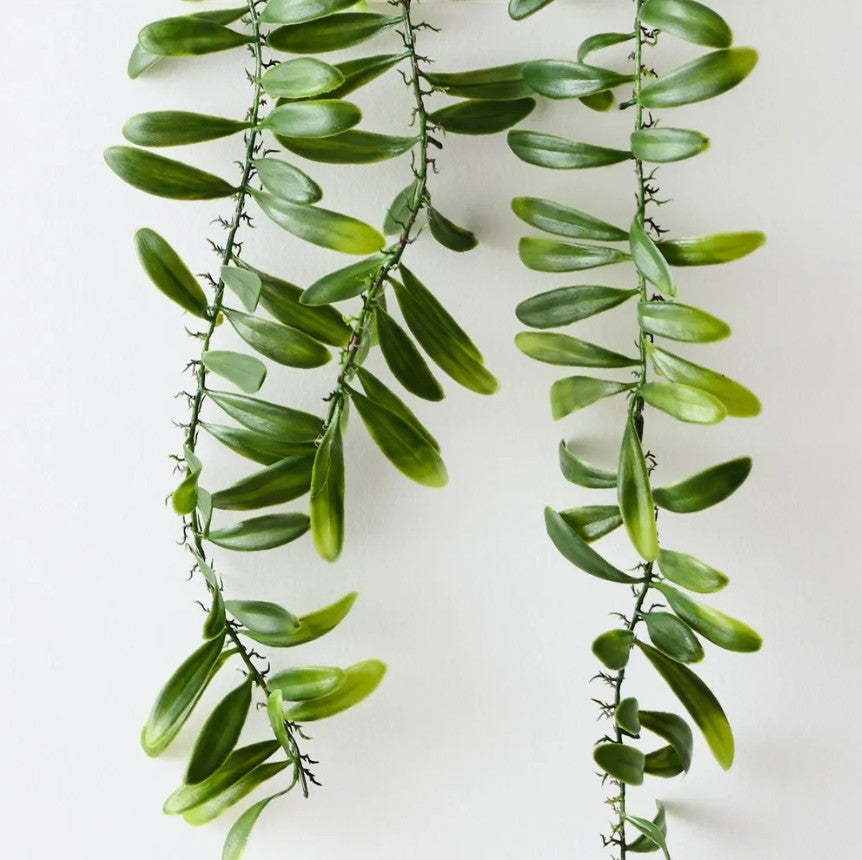 Acacia Leaf Plant
