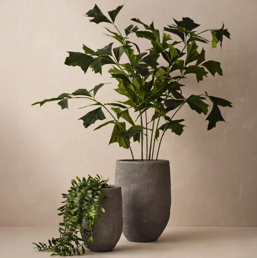 Acacia Leaf Plant