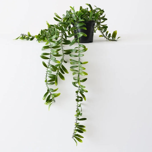 Acacia Leaf Plant