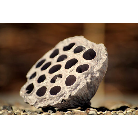 Decorative Lotus Pods